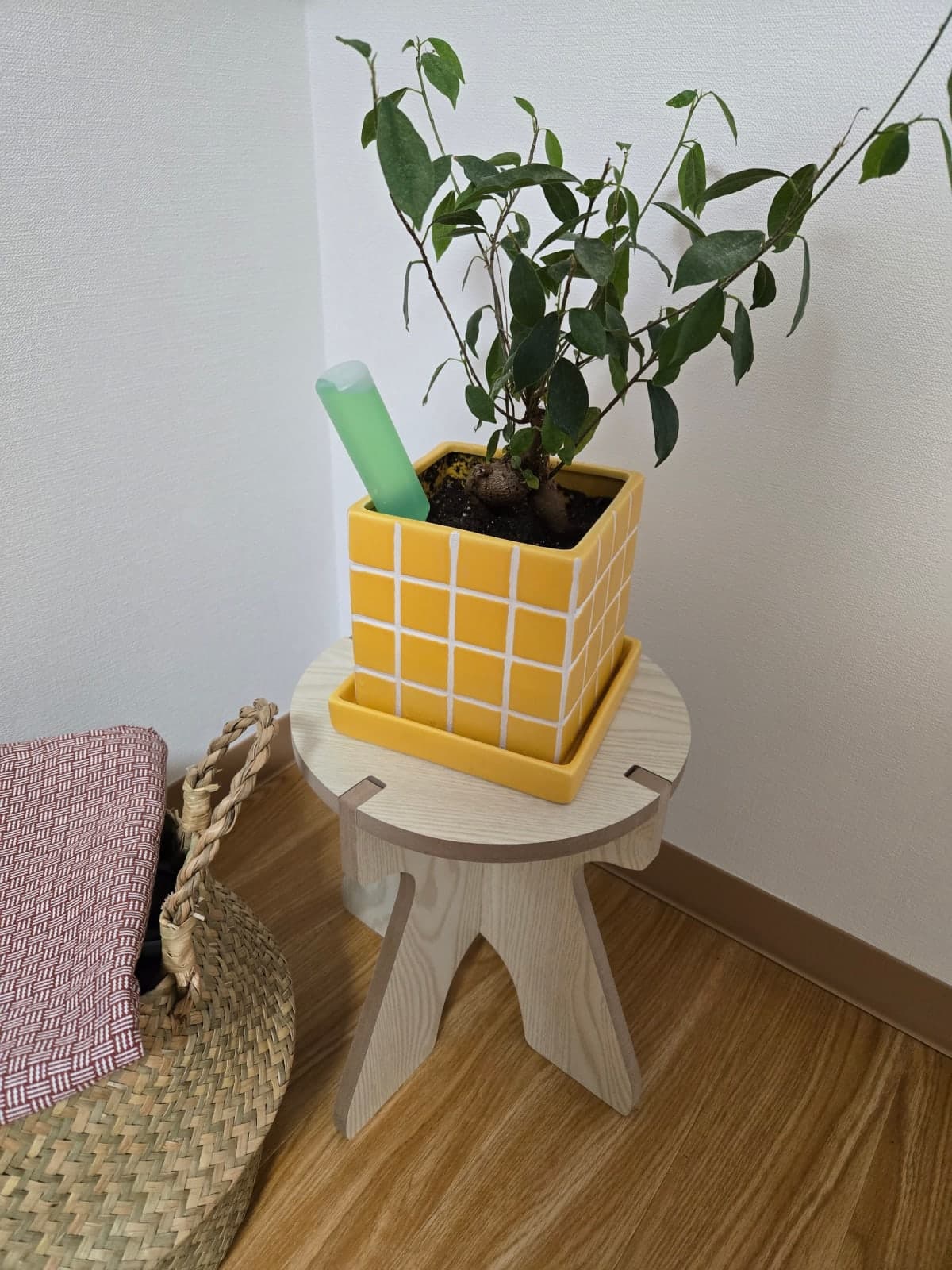 ガジュマルの土交換